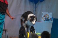 Sweet Pea the Talent Dog